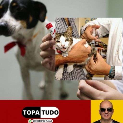 Vacinação antirrábica acontece em Aviso e Araçá neste sábado (19), em Linhares