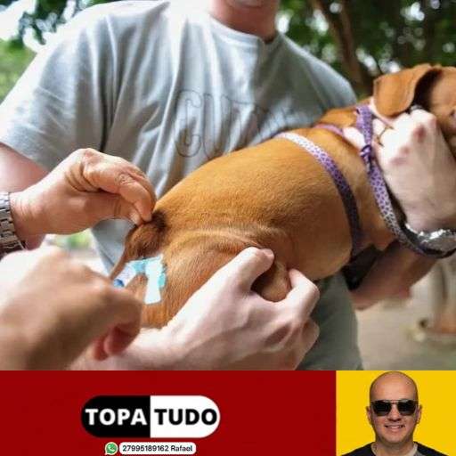 Cães e gatos serão vacinados contra a raiva neste sábado (10) em Linhares