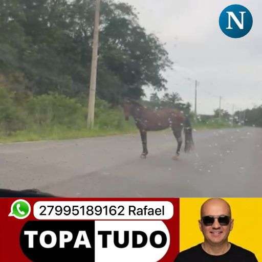 VÍDEO – Cavalos soltos na ES-248 preocupam motoristas após tombamento de ambulância em Povoação