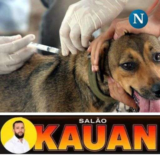 Dia D de vacinação antirrábica acontece neste sábado em Linhares; confira os locais